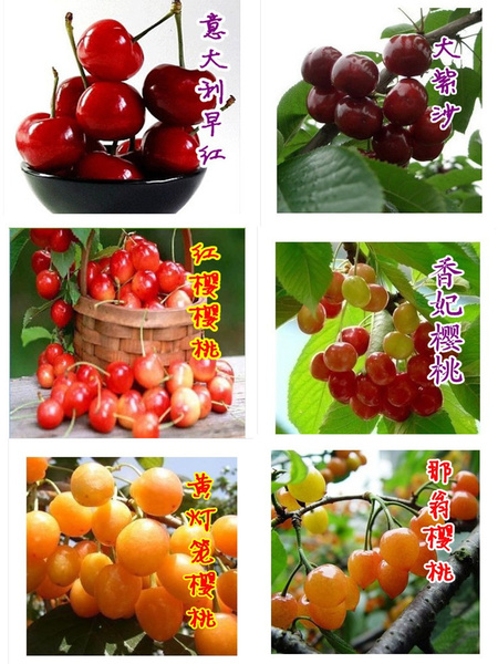 樱桃分类