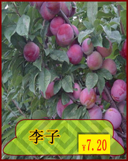 李子