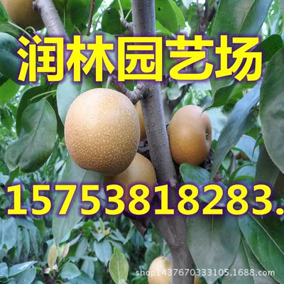 优质香水梨树苗 新品种香水梨树苗 一级香水梨树苗