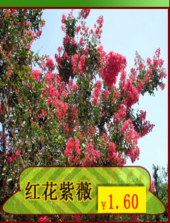 红花紫薇