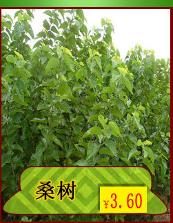 桑树