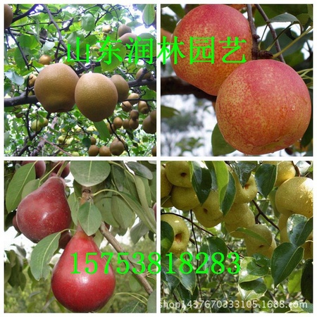 梨树组图3-4