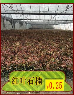 红叶石楠