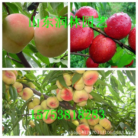 桃树组图2-3