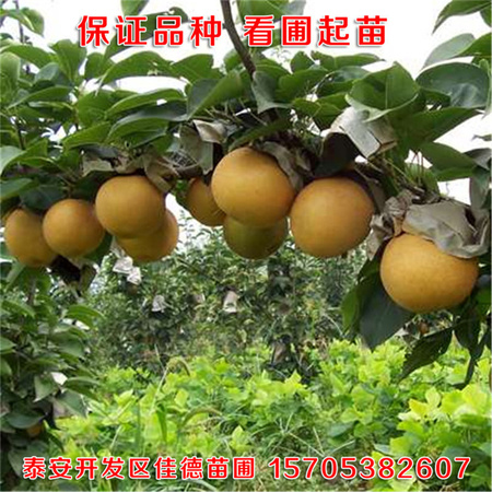 a15833519f2642d9b290d7c9ef9210