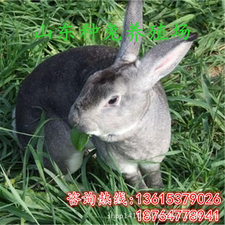 2 (34)_副本