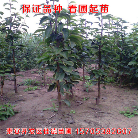 定植晚秋黄梨