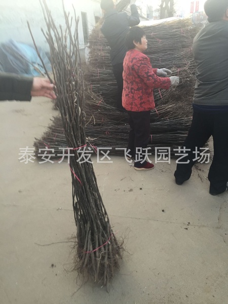 图片20160104112730