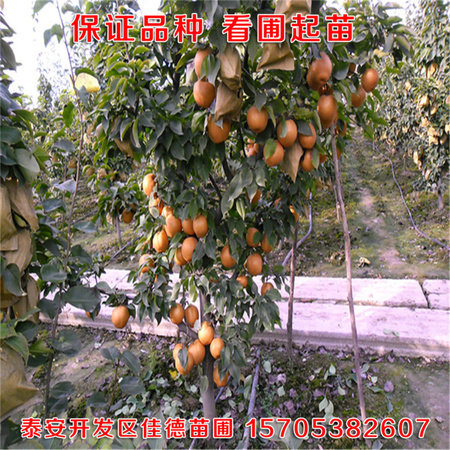 1214-130H4153255212