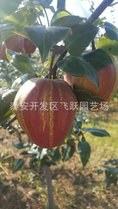 图片20160913135110
