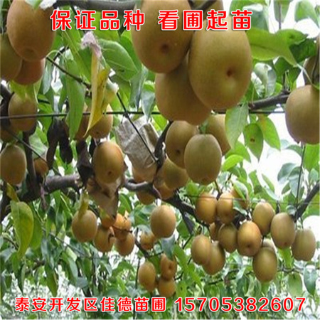 t01c672e1244eb4d53d