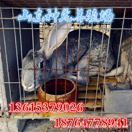 兔 (26)_副本