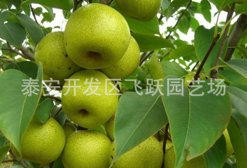 双流绿宝石梨1