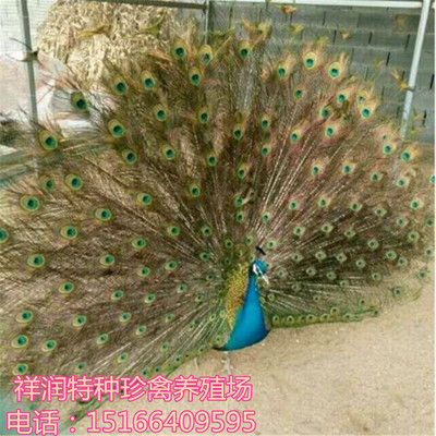 成年白孔雀 蓝孔雀 花孔雀价格 哪里有卖长尾巴的孔雀的 售孔雀苗