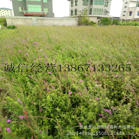 千屈菜1