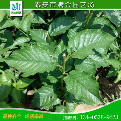 批发优质樱桃树苗 樱桃小苗 基地直销果树苗木 嫁接樱桃苗