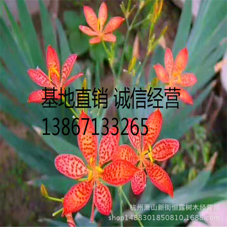 红宝石萱草