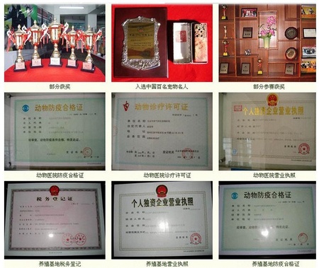 狗狗合格证书