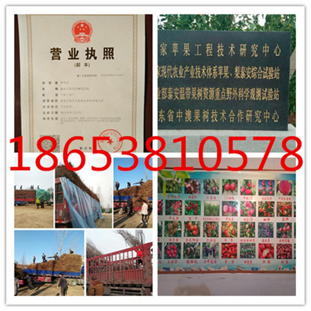 蜂糖李子苗 (8)