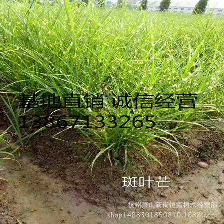 斑叶芒