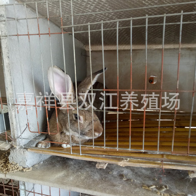 养殖肉兔市场价格 养殖技术   兔苗养殖防疫