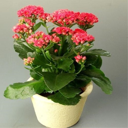 2345_image_file_copy_1