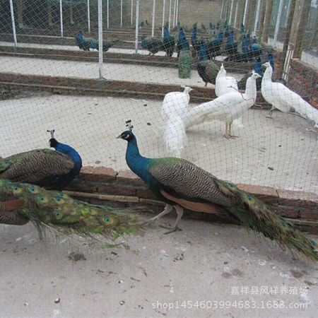 图片20150510171705_副本