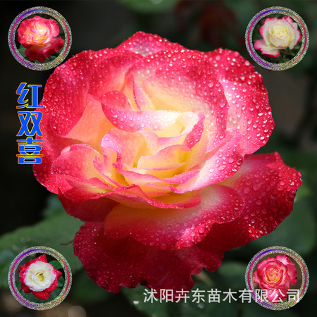 红双喜