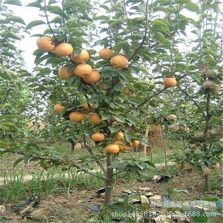 jinyuan11012480106