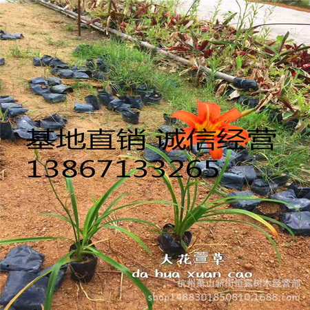 大花萱草