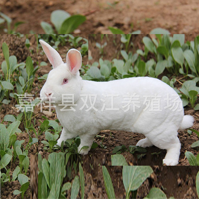 獭兔养殖  肉兔 长毛兔杂交野兔 养殖技术