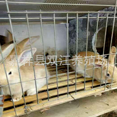 肉兔养殖 肉兔价格 提供兔子养殖技术
