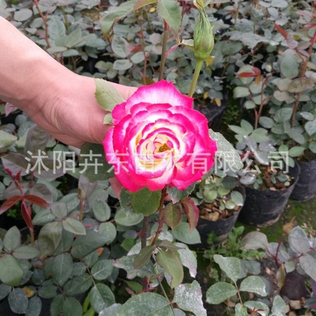红6