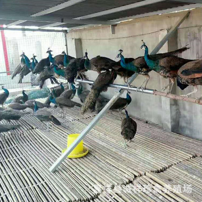 哪里有孔雀养殖场 蓝白孔雀活体价格 孔雀苗 孔雀多少钱
