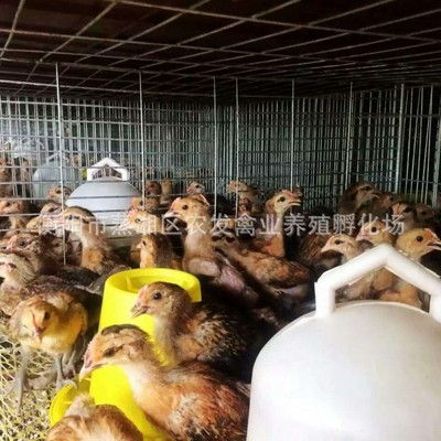 鸡苗养殖场厂家直销脱温麻羽绿壳蛋鸡苗高产 黑羽绿壳蛋鸡苗