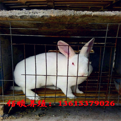 肉兔养殖包回收 包技术 包教抱回 黄花兔 花巨兔 山东佰顺养殖场