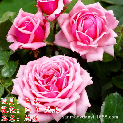 【结爱】欧洲香水月季花苗 玫瑰花苗盆栽浓香型大花月季品种