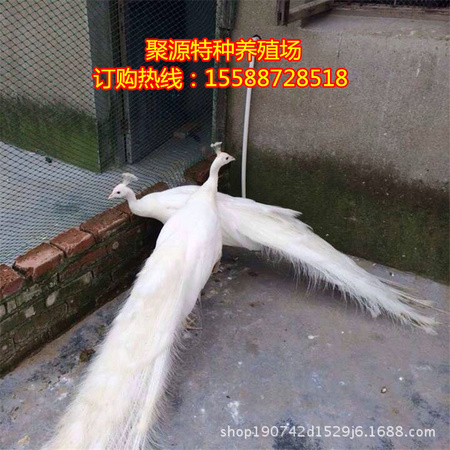 121.jpg