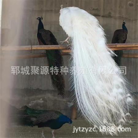 聚源养殖
