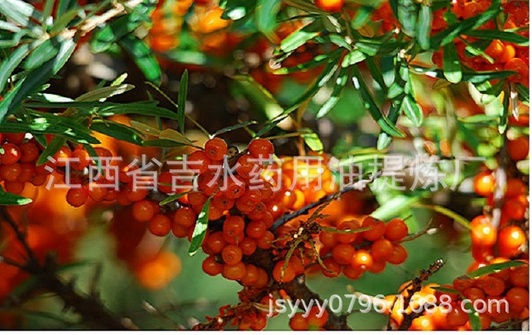 沙棘4