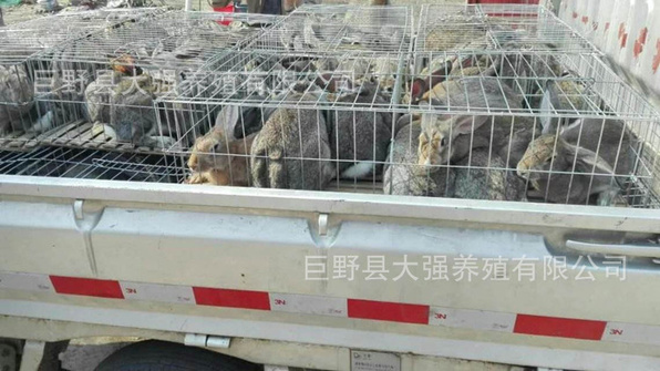 杂交野兔