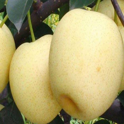 优质梨树苗新品种批发基地 高品质成活率高梨树苗