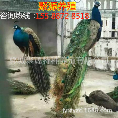 商品蓝孔雀哪里有  活体孔雀苗多少钱一只 成年孔雀价格 白孔雀