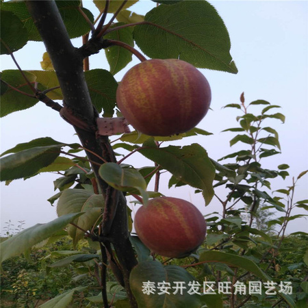 微信图片_20170618102720