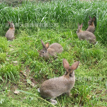 杂交野兔