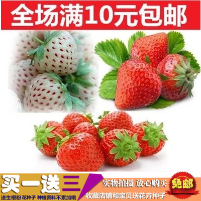 草莓种子阳台盆栽奶油白草莓 章姬 超甜草莓苗四季播庭院基地直供