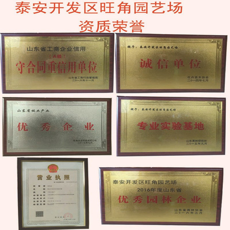 5247001580_223198994_副本