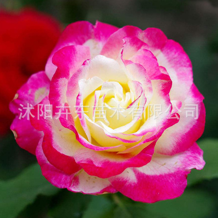 红3