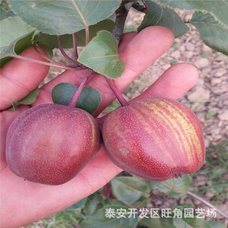 梨树