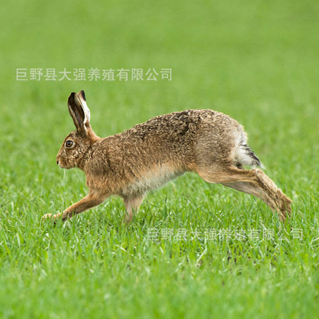 杂交野兔